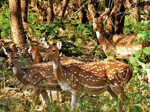 Gujarat Fauna