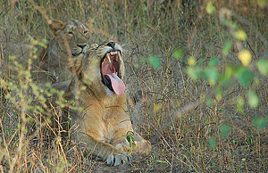 Gir National Park, Gujarat