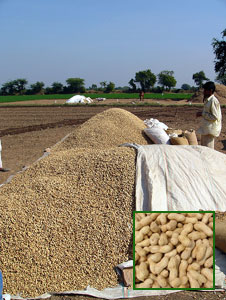Gujarat Agriculture