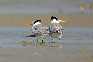 Marine National Park Gujarat