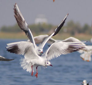 Nalsarovar Bird Sanctuary, Ahmedabad