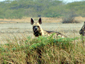 Velavadar National Park Gujarat