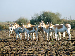 Indian Wild Ass Wildlife Sanctuary