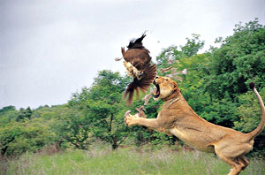 Gujarat Wildlife