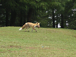 Kalatop Khajjiar Sanctuary Himachal Pradesh