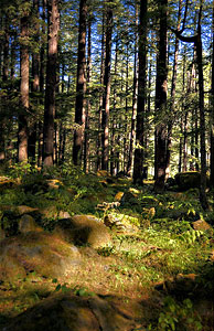 Manali Sanctuary Himachal Pradesh