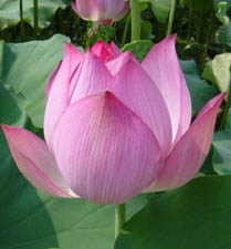 Panchkarma Basti Treatment