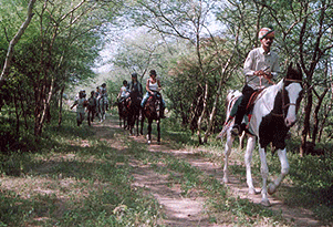 Horse Safari tour in Rajasthan