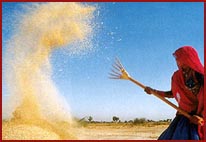 a rural woman of Rajasthan 