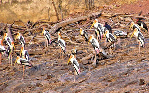 Ranthambore National Park Ranthambore