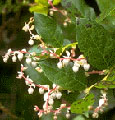 Ayurveda herbs from India