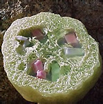 a natural loofah scrub 