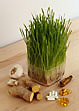 naturopathy