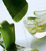 Aleo vera used in naturopathy in India