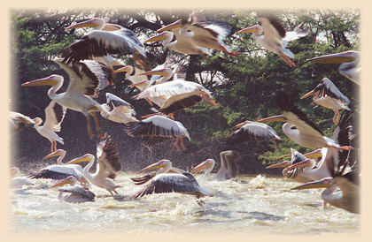 Bharatpur, Bharatpur Bird Sanctuary, Keoladeo Ghana National Park