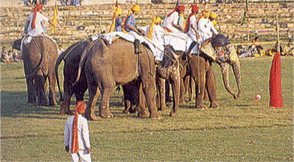 Elephant Polo, Elephant Polo in Rajasthan