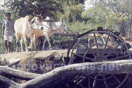 Farming, Farming in Rajasthan