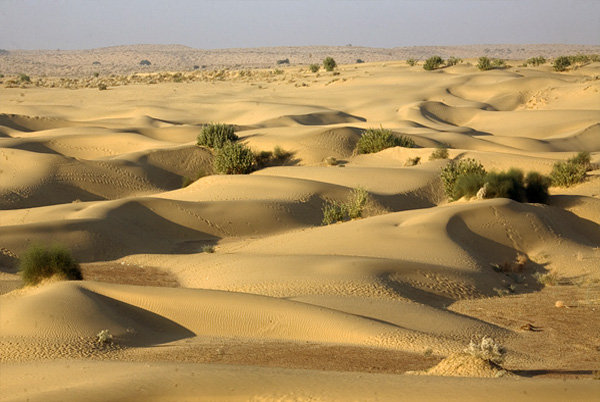 Sand Dunes, Sam Sand Dunes in Jaisalmer