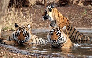 Wildlife in Ranthambore, Tiger in Ranthambore National Park