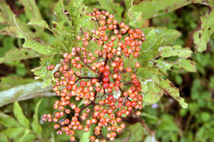 Bhutan Flora