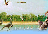 Bird Watching, South India Bird Watching