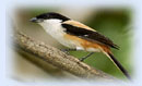 Dibru-Saikhowa Wildlife Sanctuary, Deban, Hornbill, Beyond Bulbulia, Digboi, Kaziranga National Park, Panbari reserve, Pobitora Wildlife Sanctuary are some of the famous birding places in East India.
