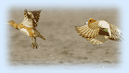 Bird Watching Tour, Bird Watching Vacation