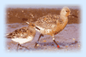 South India Birds, Birds in South India 