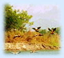 Birds, Flying Birds