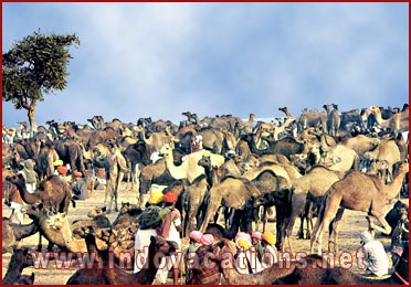 camel fair-Pushkar, Rajasthan