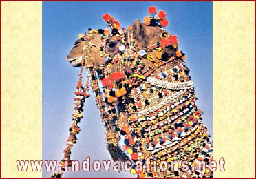 A fully caparisoned camel at Jaisalmer, Rajasthan
