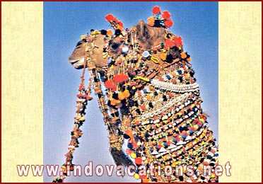 A fully caparisoned camel at Jaisalmer, Rajasthan