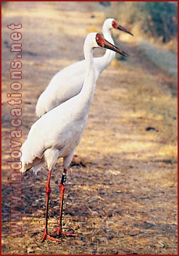 Siberian Crane