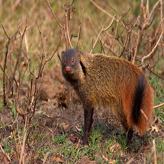 Hazaribagh Wildlife Sanctuary, Hazaribagh