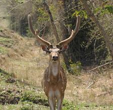 Mudumalai Wildlife Sanctuary, Tamil Nadu