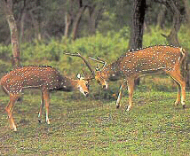 Nagarhole National Park, Karnataka