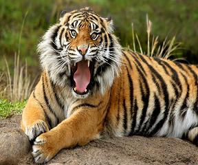 Sunderbans National Park, West Bengal