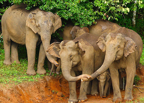 Elephants in Periyar National Park