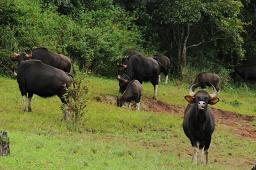 Periyar National Park, Thekkady