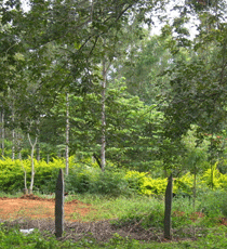 Yelagiri Hills, Tamil Nadu