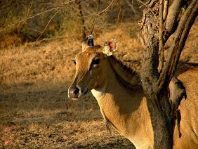 Bandhavgarh National Park