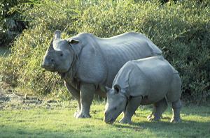 Chitwan National Park, Nepal