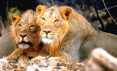 gir wild life sanctury