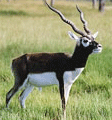 Wildlife Sanctuaries, Wildlife in Himachal