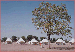 Horse Safari Camp View