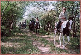 Horse Safari in the Forest