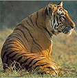 Tiger, Kanha National Park