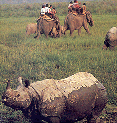 Kaziranga National Park, Assam