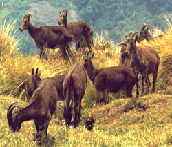 Kerala Wildlife, Kerala Wildlife Sanctuaries