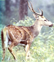 Indian Wildlife, Bandhavgarh National Park